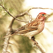 Cassin's Finch thumbnail