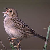 Cassin's Sparrow thumbnail