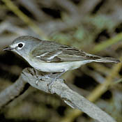 Cassin's Vireo thumbnail