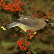 Cedar Waxwing thumbnail