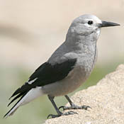 Clark's Nutcracker thumbnail