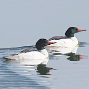 Common Merganser thumbnail