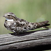 Common Nighthawk thumbnail