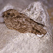 Common Poorwill thumbnail