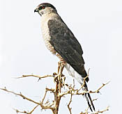 Cooper's Hawk thumbnail