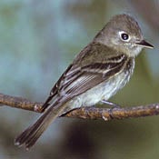 Cordilleran Flycatcher thumbnail