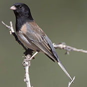 Dark-eyed Junco thumbnail