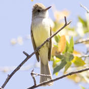 Dusky-capped Flycatcher thumbnail