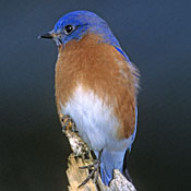 Eastern Bluebird thumbnail