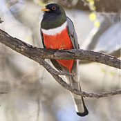 Elegant Trogon thumbnail