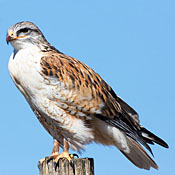 Ferruginous Hawk thumbnail