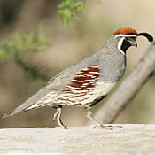 Gambel's Quail thumbnail