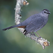 Gray Catbird thumbnail