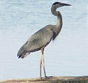 Great Blue Heron thumbnail