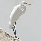 Great Egret thumbnail