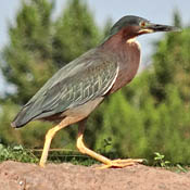 bird-image