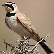 Horned Lark thumbnail