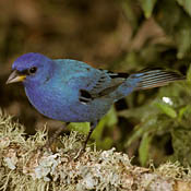 Indigo Bunting thumbnail