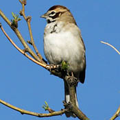 Lark Sparrow thumbnail