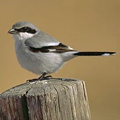 bird-image