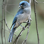 Mexican Jay thumbnail