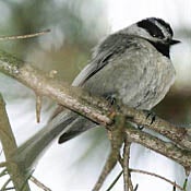 Mountain Chickadee thumbnail