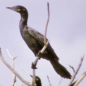 Neotropic Cormorant thumbnail