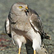 Northern Harrier thumbnail