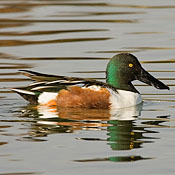 Northern Shoveler thumbnail