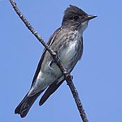 Olive-sided Flycatcher thumbnail