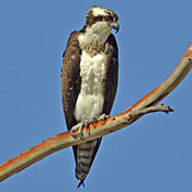 Osprey thumbnail