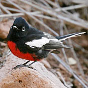 Painted Redstart thumbnail