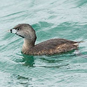 Pied-billed Grebe thumbnail