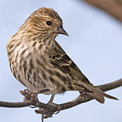 Pine Siskin thumbnail