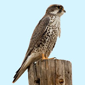 Prairie Falcon thumbnail