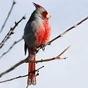 Pyrrhuloxia thumbnail