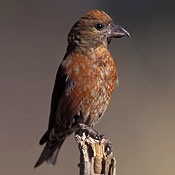 Red Crossbill thumbnail