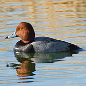 Redhead thumbnail