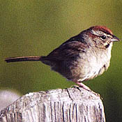 Rufous-crowned Sparrow thumbnail