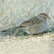 Rufous-winged Sparrow thumbnail