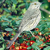 Sage Thrasher thumbnail