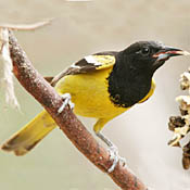 Scott's Oriole thumbnail