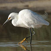 Snowy Egret thumbnail