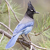 Steller's Jay thumbnail