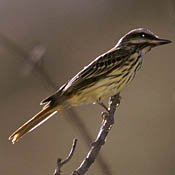 Sulphur-bellied Flycatcher thumbnail