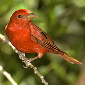 Summer Tanager thumbnail