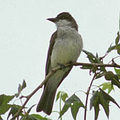 Thick-billed Kingbird thumbnail