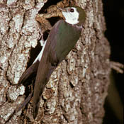 Violet-green Swallow thumbnail