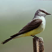 Western Kingbird thumbnail