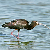 White-faced Ibis thumbnail